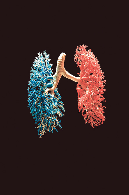 lungs