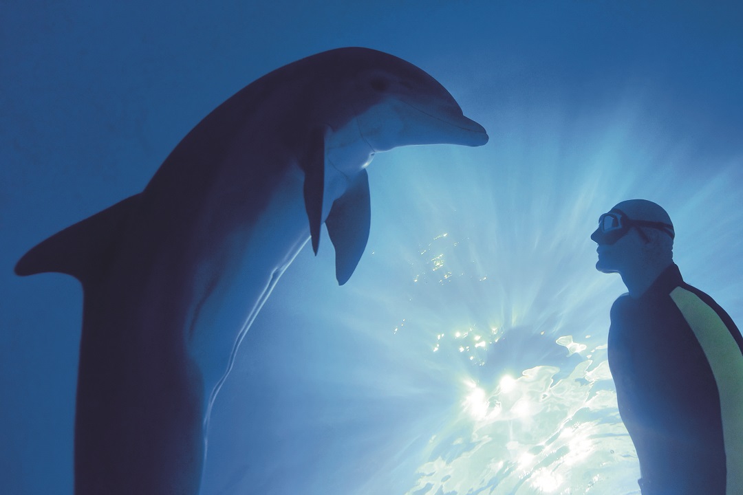 Dolphin greeting freediver