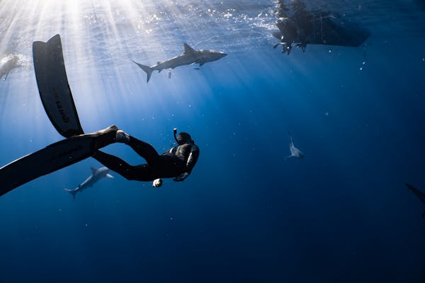 freediver in wetsuit snorkeling mask and flippers swimming in dark blue seawater near fish