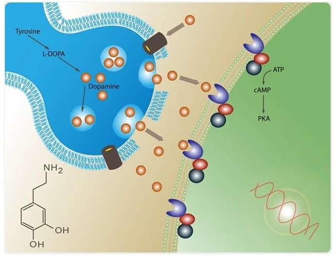 Dopamine Receptors in the brain