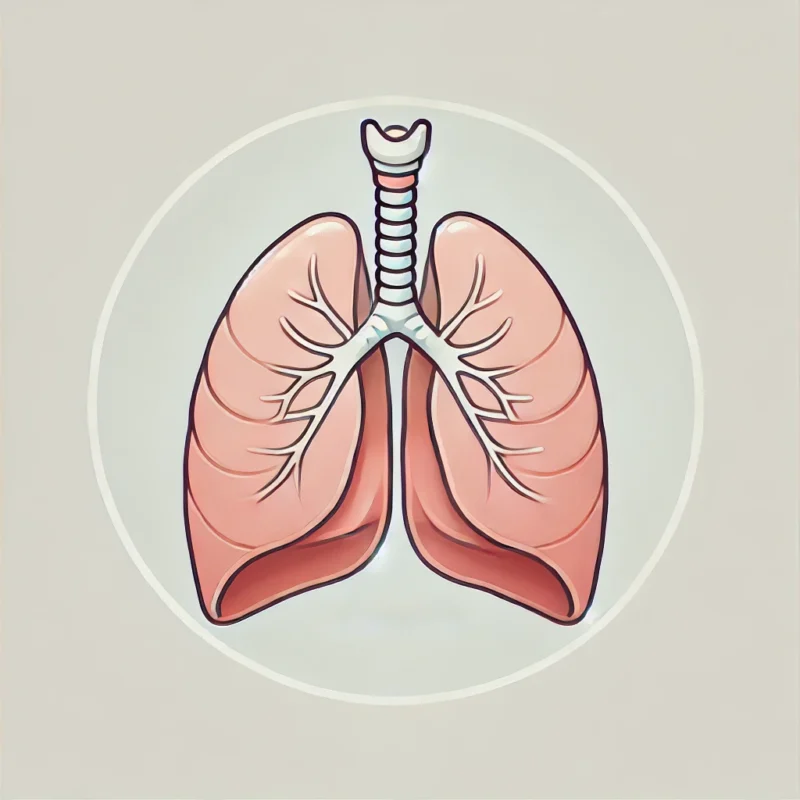 Minimalistic anatomical illustration of the human diaphragm, a dome-shaped muscle located beneath the lungs, highlighting its role in separating the chest and abdominal cavities, set against a clean white background.