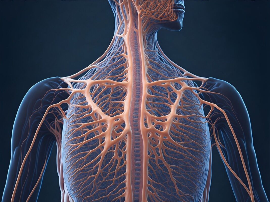 Image depicting the nervous system