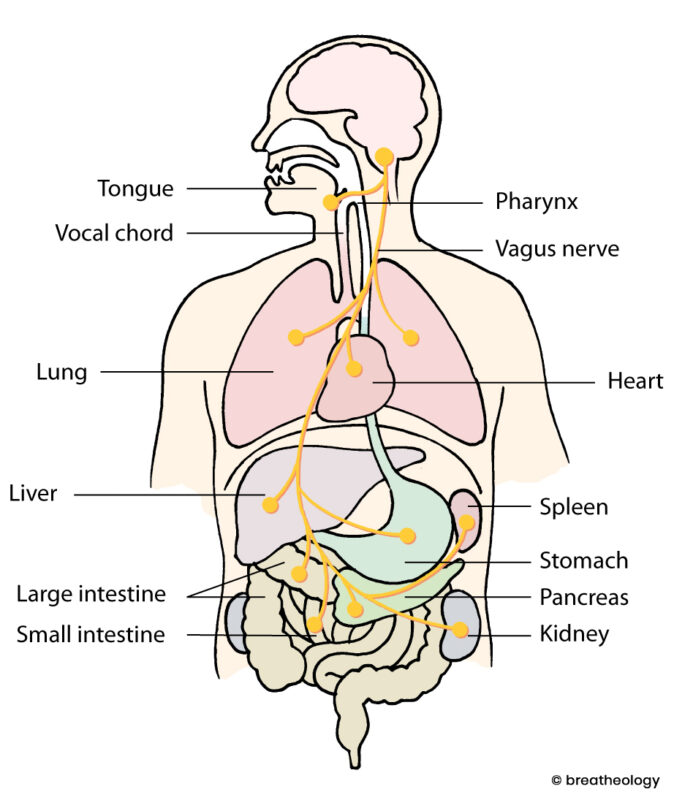 Effective Breathing Techniques For Pain Relief - The Vagus Nerve